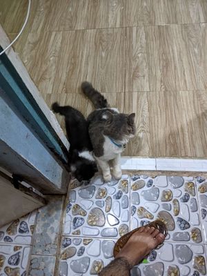 Chuẩn bị về quê ở luôn nên tìm chủ mới cho 2 đứa. Mua bán Mèo tại Quận 12 Tp Hồ Chí Minh được đăng bởi Ngân