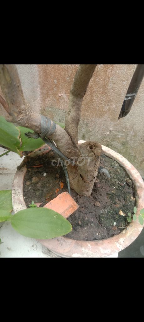 Cây cảnh Đỏ Cây thật. Mua bán Cây cảnh, đồ trang trí tại Huyện Phong Điền Cần Thơ được đăng bởi Trung hình 1