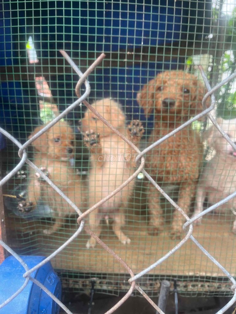 Chó Poodle lai Nhật Nâu vàng con. Mua bán Chó tại Thành phố Biên Hòa Đồng Nai được đăng bởi quang thong hình 1