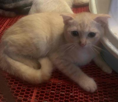BÉ MÈO ANH LÔNG NGẮN MÀU HỒNG PHẤN 2 THÁNG
