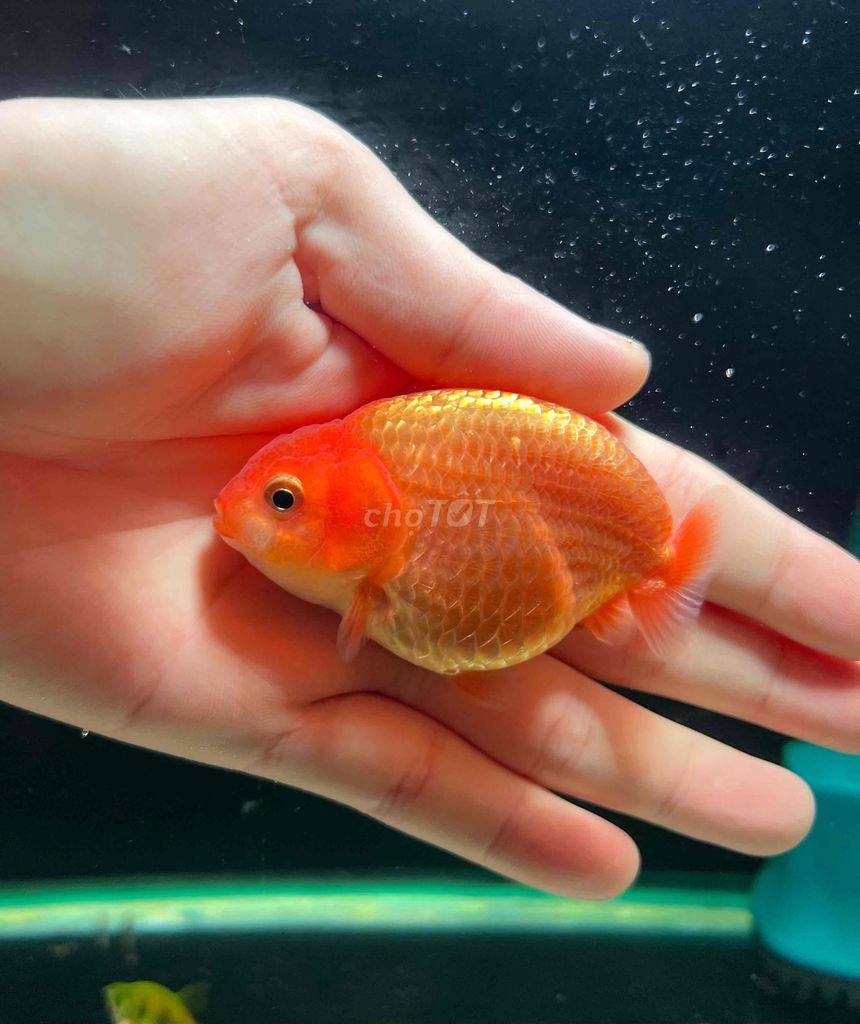 2 bé ranchu tini đỏ đẹp