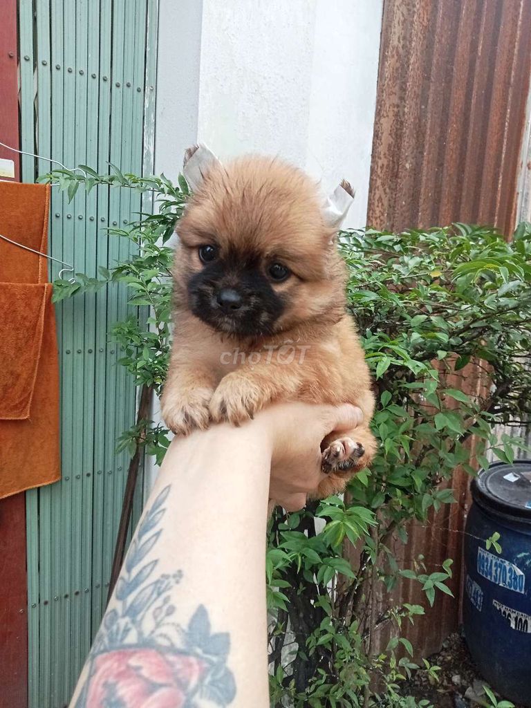Chó Phốc Sóc lai Nhật. Mua bán Chó tại Quận 12 Tp Hồ Chí Minh được đăng bởi no love hình 1