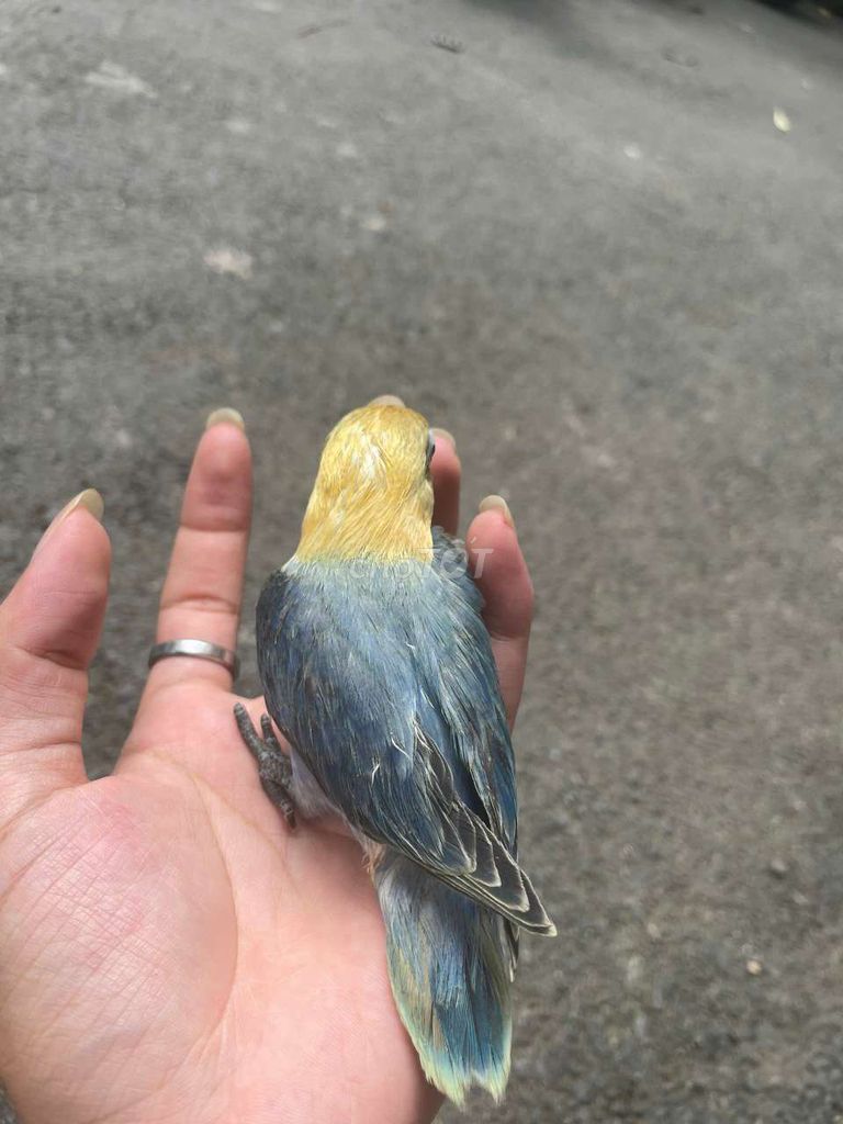 Chim lovebird non thuần