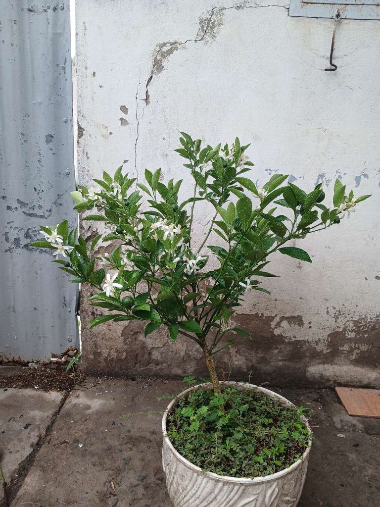 Cây hạnh (tắc). Mua bán Cây cảnh, đồ trang trí tại Quận Bình Thuỷ Cần Thơ được đăng bởi khánh hình 1