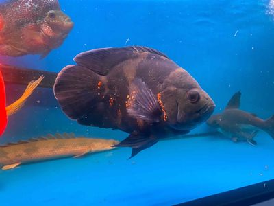 Cá tai tượng sp short