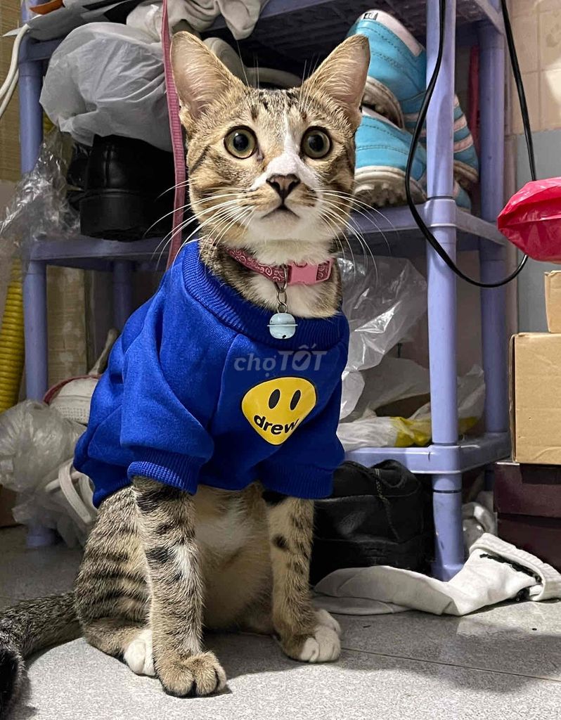 Mèo Vằn 1.5 tuổi. Mua bán Mèo tại Quận 12 Tp Hồ Chí Minh được đăng bởi nguyen hình 1