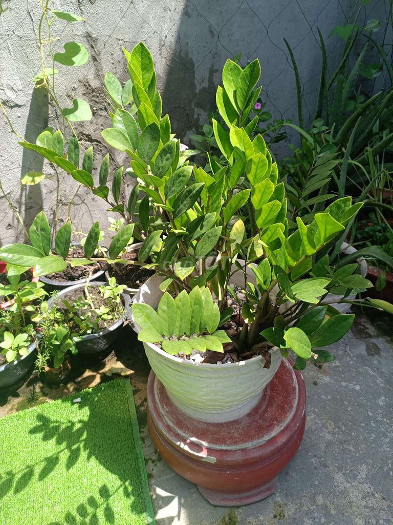 Cây và chậu. Mua bán Cây cảnh, đồ trang trí tại Quận Bình Tân Tp Hồ Chí Minh được đăng bởi Hoàng xì mét ta hình 1