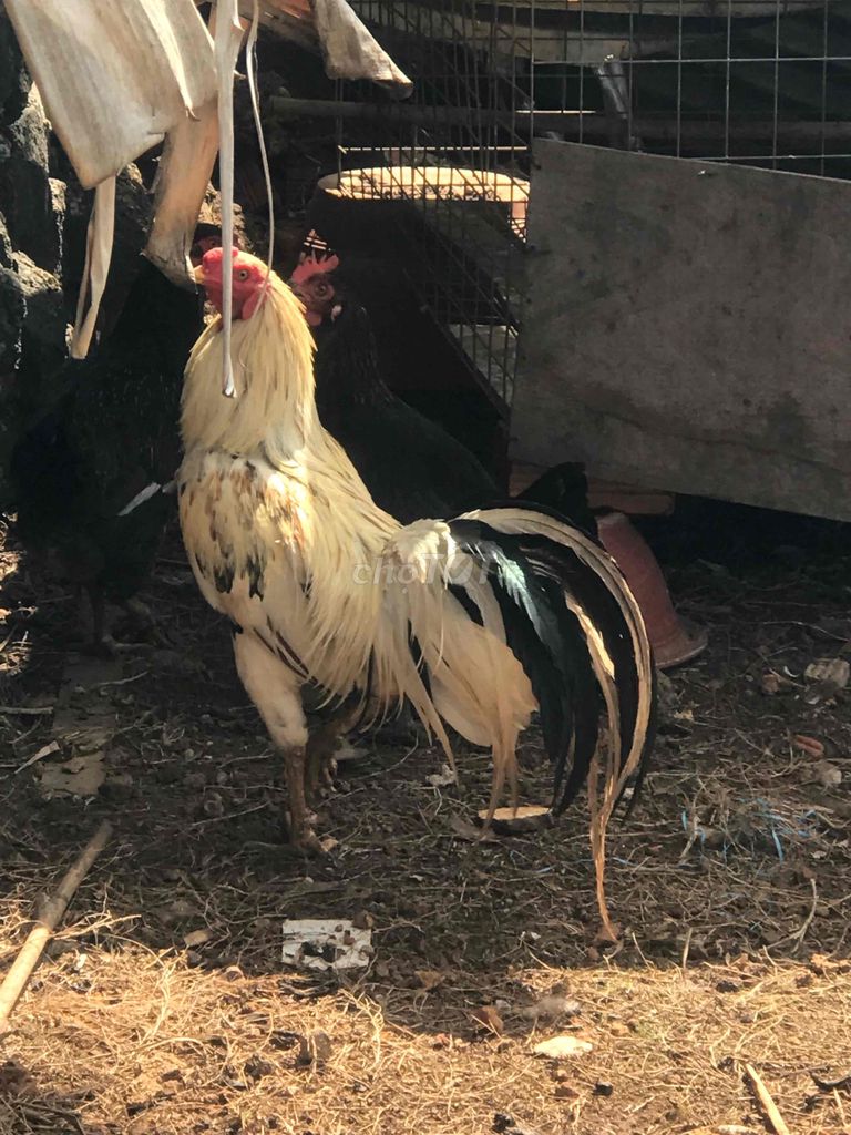 Gà trống Trắng đen Long Khánh. Mua bán Gà tại Thành phố Long Khánh Đồng Nai được đăng bởi Long hình 1