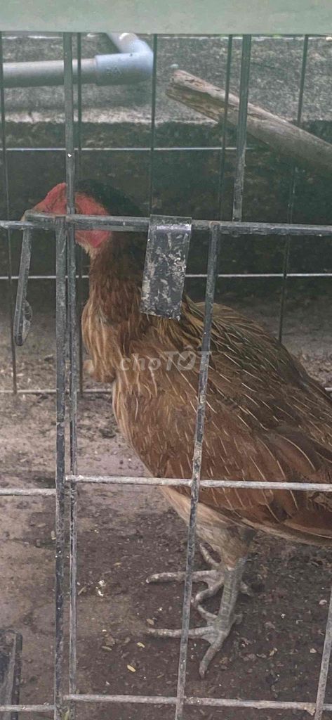Gà mái Nâu Cái Khỏe mạnh. Mua bán Gà tại Quận 11 Tp Hồ Chí Minh được đăng bởi Ngô Thanh Xuân Trúc hình 1