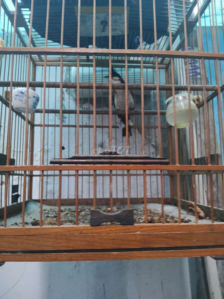 Chà,o mà,o tặng lồng. Mua bán Chim tại Thành phố Thủ Đức Tp Hồ Chí Minh được đăng bởi Bé hình 1
