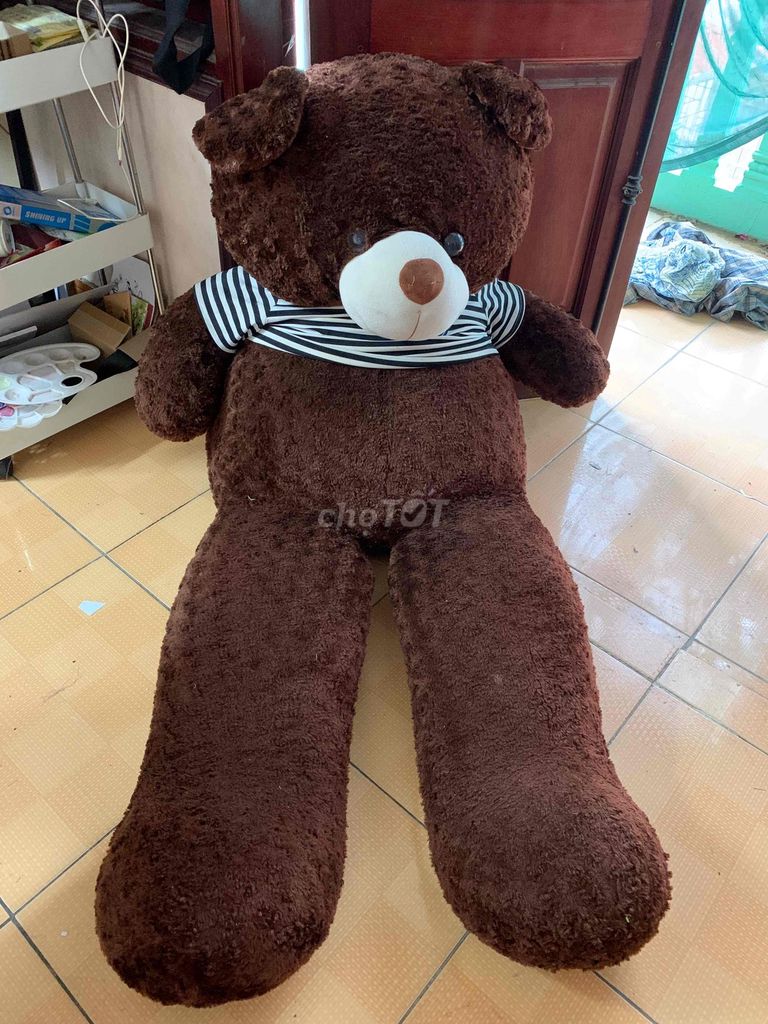gau bong to cao m3
