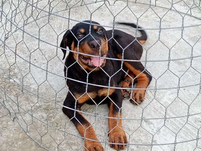 Chó Rottweiler Đực Cái đã tiêm