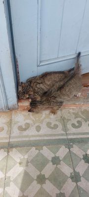 Cho hoặc tặng mèo. Mua bán Mèo tại Quận Sơn Trà Đà Nẵng được đăng bởi Nguyễn Mạnh Tiến