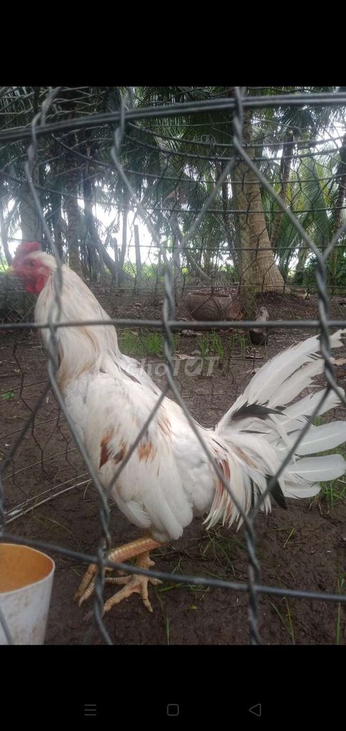 bướm 3kg yếu. . Mua bán Gà tại Huyện Vũng Liêm Vĩnh Long được đăng bởi Thanh L hình 1