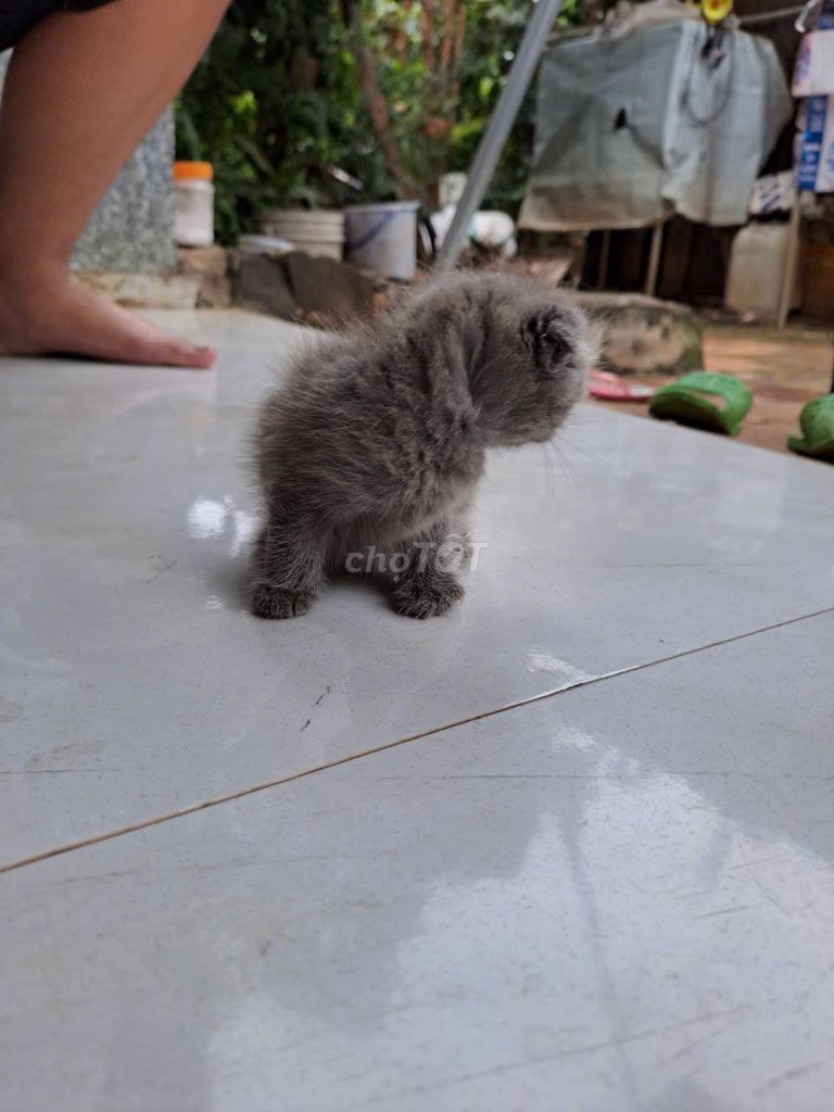 2 bé mèo nhà mình 1 tai cụp 1 tai bình thường. Mua bán Mèo tại Huyện Bù Đăng Bình Phước được đăng bởi Caro hình 2