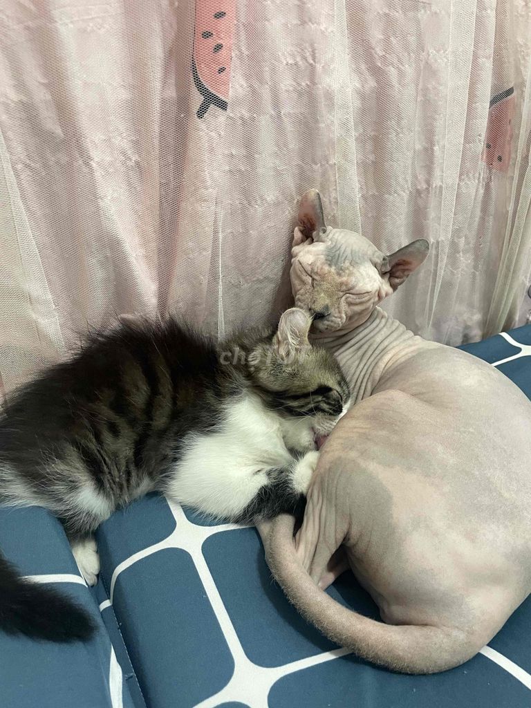Mèo Sphynx, Mèo tai cụp con. Mua bán Mèo tại Quận Tân Bình Tp Hồ Chí Minh được đăng bởi Hảo Phạm hình 1