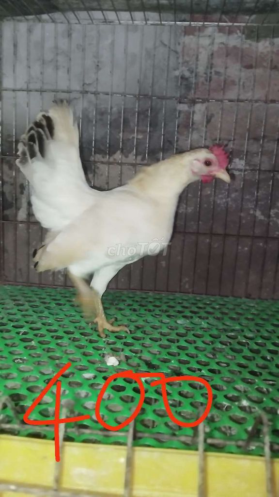 Gà Serama mái đang đẻ tốt Hà Nội. Mua bán Gà tại Huyện Đông Anh Hà Nội được đăng bởi Trại Gà Tre Gà Chọi Hà Nội hình 1