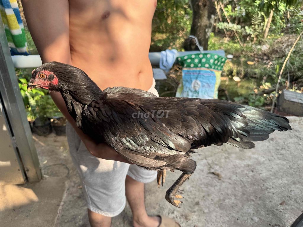 Mái ô tơ gần so 400k lại bắt. Mua bán Gà tại Quận Ninh Kiều Cần Thơ được đăng bởi Vinh Le hình 1