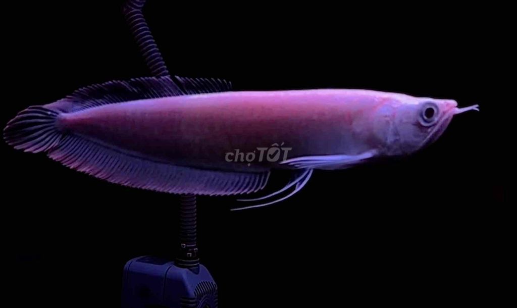 Cá rồng Ngân Long Abino hàm cá mập size 27-28cm