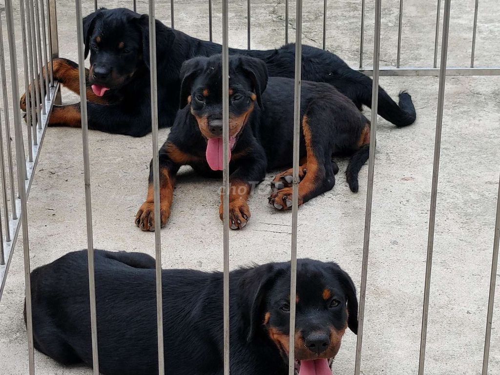 Xuất Chó Róc...Thuần Chủng. Mua bán Chó tại Thành phố Thủ Đức Tp Hồ Chí Minh được đăng bởi Nhân Rottweiler  hình 2