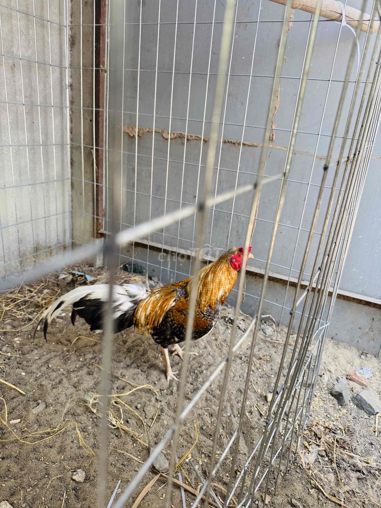 Gà tre đực nuôi cảnh. Mua bán Gà tại Huyện Long Điền Bà Rịa - Vũng Tàu được đăng bởi Tony Phuc hình 1