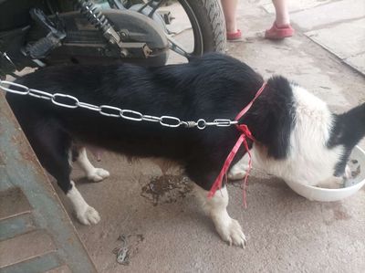 Chó Lai Corgi, Phốc, Pug con