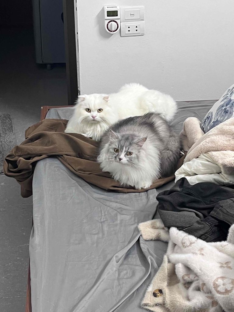 Mèo Anh lông dài đực 3 tuổi đã tiêm. Mua bán Mèo tại Quận Hà Đông Hà Nội được đăng bởi Le Duy hình 1