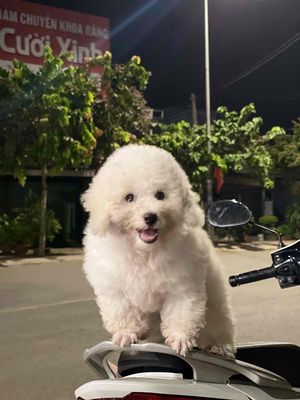 bán bán. Mua bán Chó tại Huyện Xuân Lộc Đồng Nai được đăng bởi Huy Nguyễn