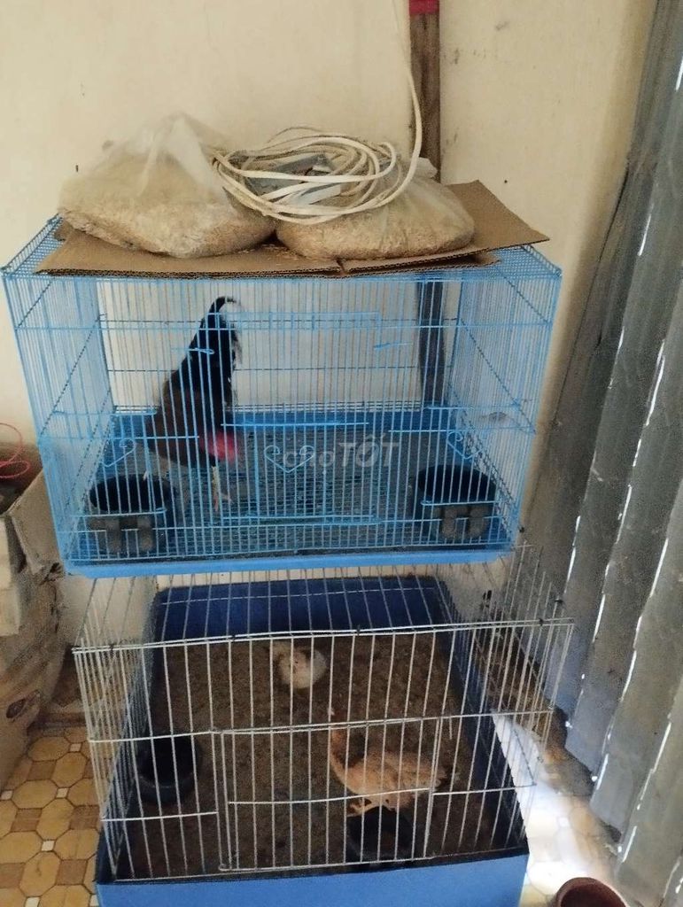 Gà tre Bắc 4.2 lạng. Mua bán Gà tại Thành phố Qui Nhơn Bình Định được đăng bởi Trung hình 1
