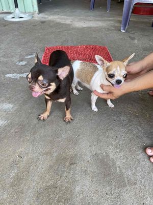 chó chihuahua đực màu sôcôla phối giống. Mua bán Phụ kiện, Thức ăn, Dịch vụ tại Quận Phú Nhuận Tp Hồ Chí Minh được đăng bởi Đỗ khắc tiếng