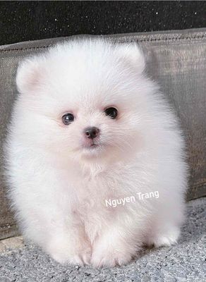 chó phốc sóc  đực cái thuần chủng. Mua bán Chó tại Quận Bình Tân Tp Hồ Chí Minh được đăng bởi Trang 