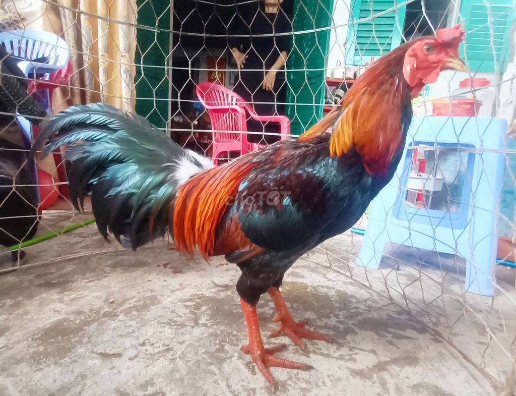 điều 2k9 lông mới tay tốt tơ zin đá hay tốc độ vip. Mua bán Gà tại Quận Ninh Kiều Cần Thơ được đăng bởi Thiên Cao hình 1