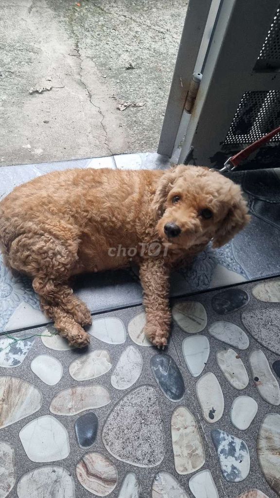 Chó Poodle cái trên 3 năm. Mua bán Chó tại Thành phố Dĩ An Bình Dương được đăng bởi Linda trang hình 1
