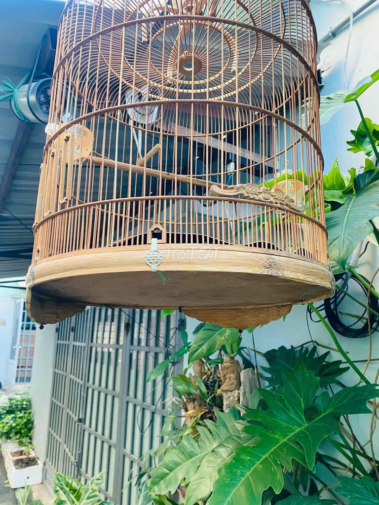 Lồng chích choè. Mua bán Phụ kiện, Thức ăn, Dịch vụ tại Thành phố Thủ Đức Tp Hồ Chí Minh được đăng bởi Phạm Anh Tuyền hình 1