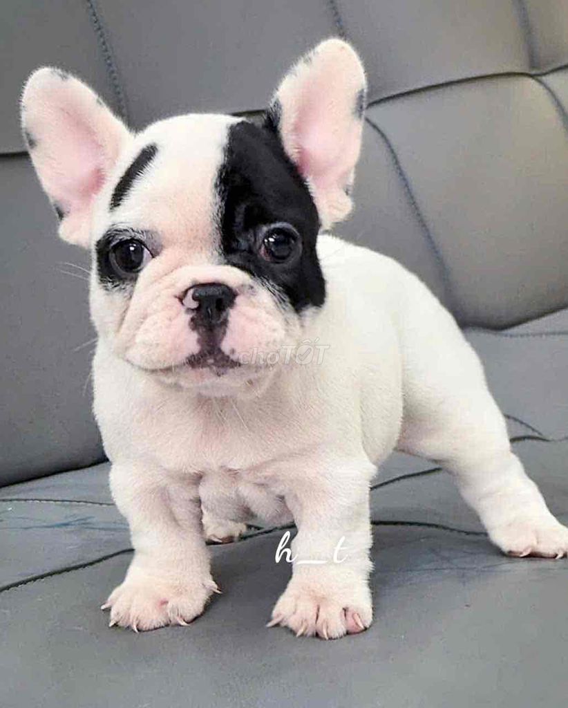 bull vip shortbody🥰🥰. Mua bán Chó tại Quận Bình Tân Tp Hồ Chí Minh được đăng bởi huỳnh thật  hình 3