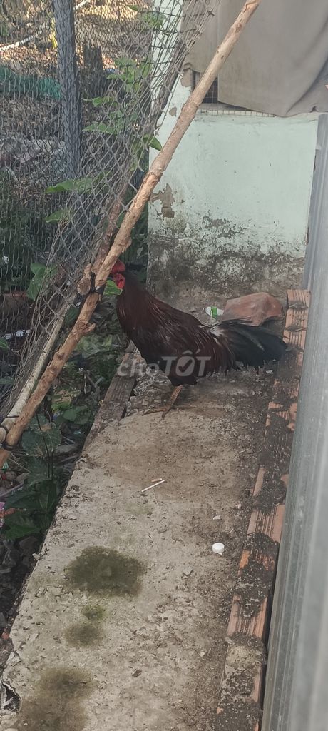 Gà mùa đang thay lông. Mua bán Gà tại Huyện Cao Lãnh Đồng Tháp được đăng bởi Tên chưa cung cấp hình 1