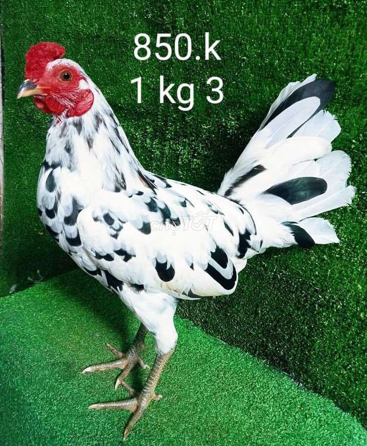 1 kg 3 gà tơ zin ae ai hợp lh nha