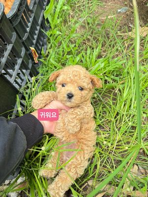 Chó Poodle Tiny Nâu Cần Thơ