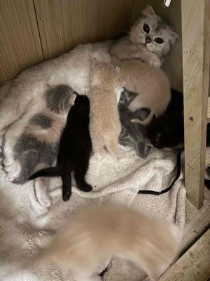 Mèo Anh lông ngắn Tai cụp nhiều màu