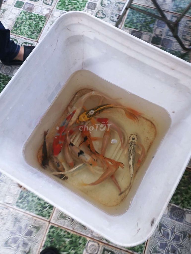 Cá Koi Khỏe mạnh. Mua bán Thú cưng khác tại Quận Liên Chiểu Đà Nẵng được đăng bởi Trương Ngân Hà hình 1