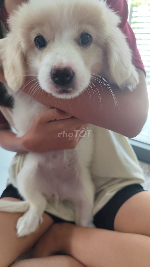 Chó lai Nhật 2.5 tháng nhiều màu. Mua bán Chó tại Thành phố Dĩ An Bình Dương được đăng bởi Trinh hình 1