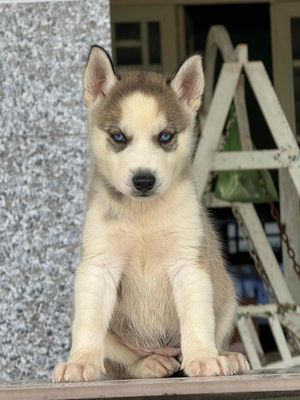 Tìm nhà mới cho 4 bé husky 2 tháng tuổi. Mua bán Chó tại Huyện Châu Thành Tây Ninh được đăng bởi Nguyễn Ngân