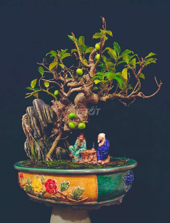 Cây Sung nếp bonsai cao 60cm