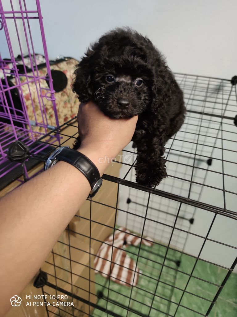 0934332433 - Chó poodle Đen Đực