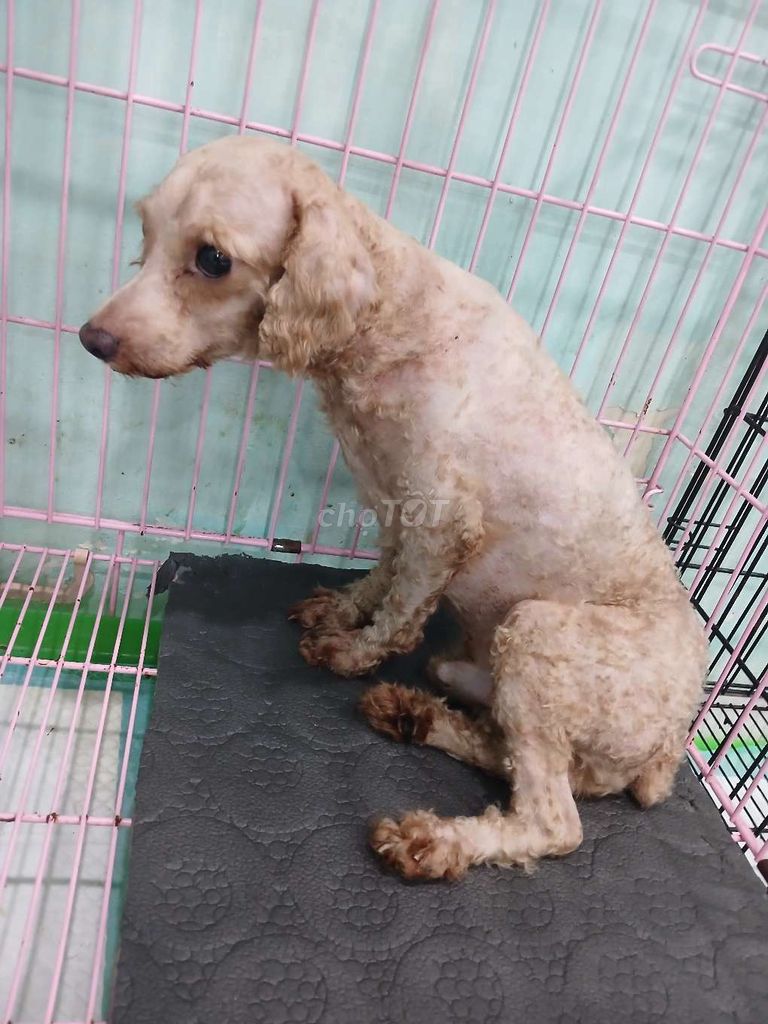 Chó Poodle Tiny Đực Nâu Vàng 5 tháng. Mua bán Chó tại Quận 8 Tp Hồ Chí Minh được đăng bởi Toàn Hà hình 1