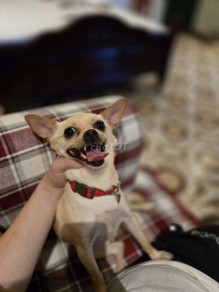 Chó Chihuahua Cái. Mua bán Chó tại Quận Ba Đình Hà Nội được đăng bởi DUY hình 1