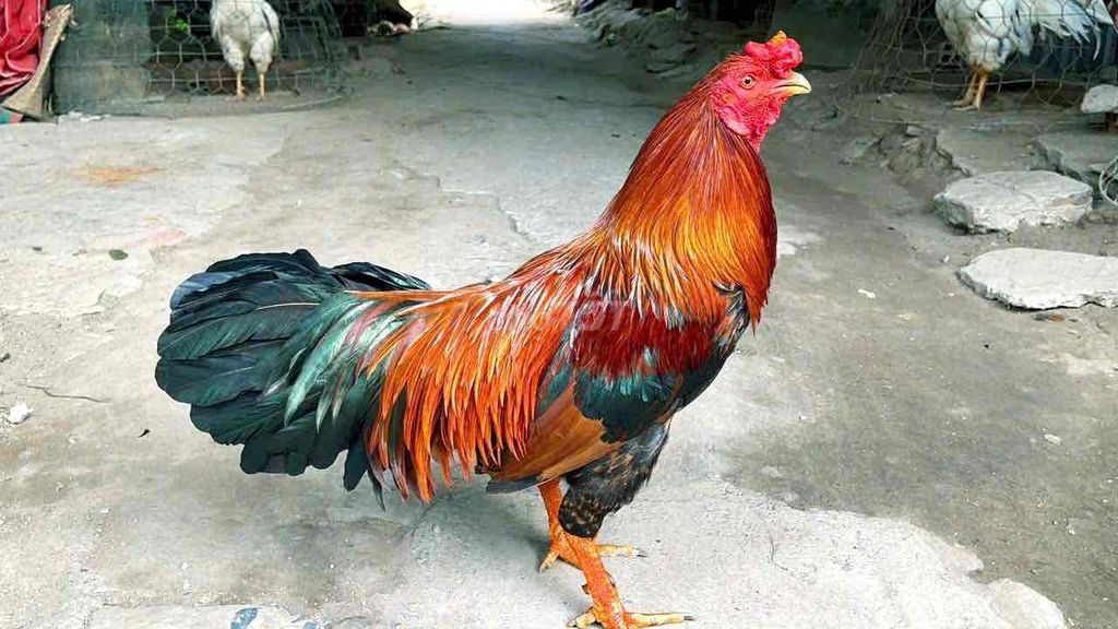 GÀ VÀNG 3kg MỌC CỰA TRÊN MỒNG. Mua bán Gà tại Thị xã Bình Minh Vĩnh Long được đăng bởi Gà Danh hình 1