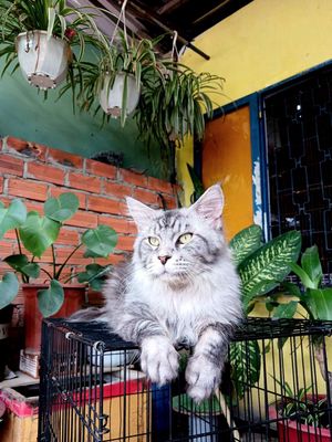 Bé Maine coon đực 10 tháng