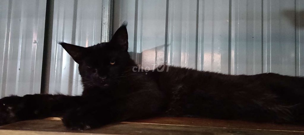 Mèo Maine Coon Đen chân nhiều ngón khỏe mạnh. Mua bán Mèo tại Thành phố Bảo Lộc Lâm Đồng được đăng bởi Maine Coon hình 1