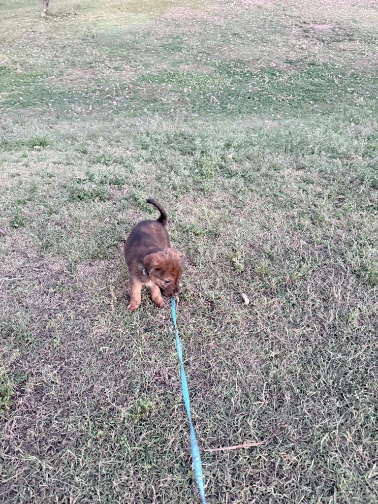 Chó cỏ Nâu. Mua bán Chó tại Quận 7 Tp Hồ Chí Minh được đăng bởi Anh Thu hình 1